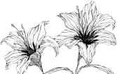 lillies