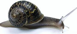snail icon