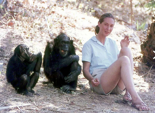 jane goodall 3sGB