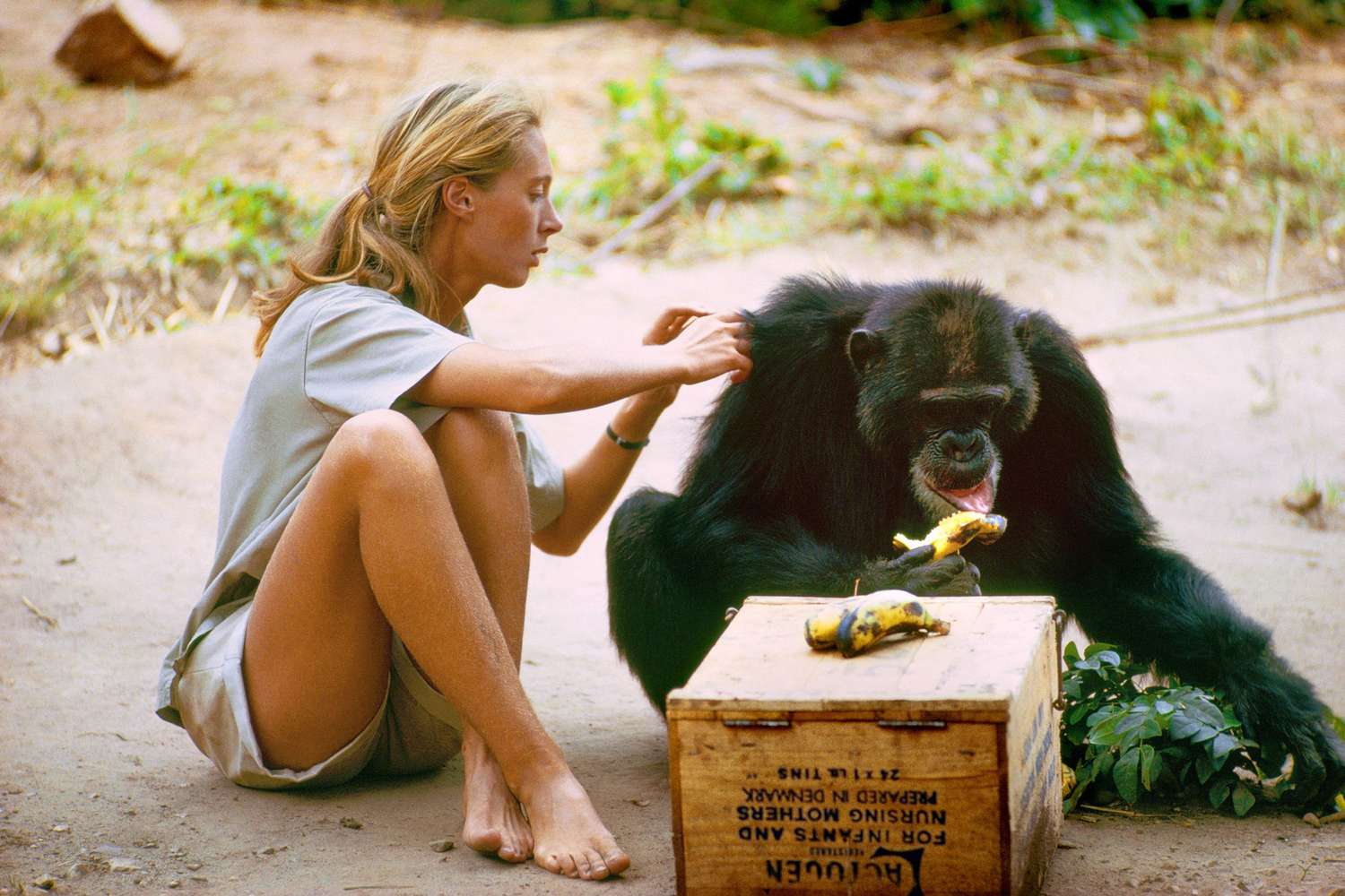 jane goodall SwS3p