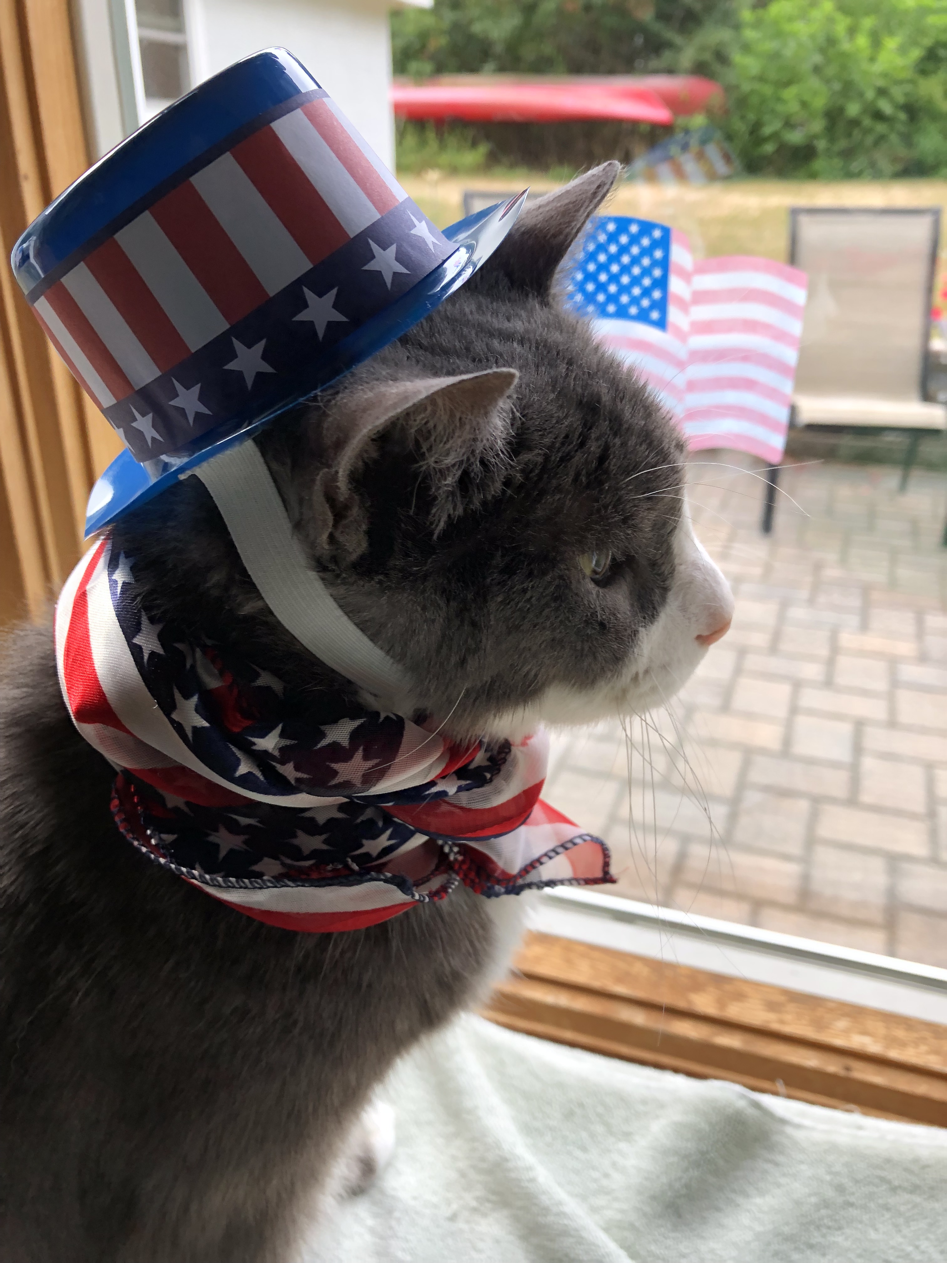 cat in usa flag deco 2023-07-04 Vj4C