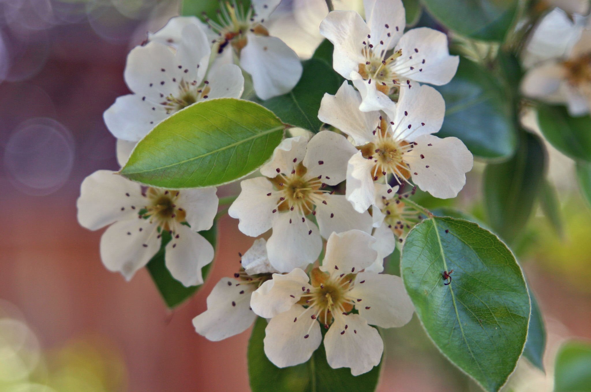 pear blossoms