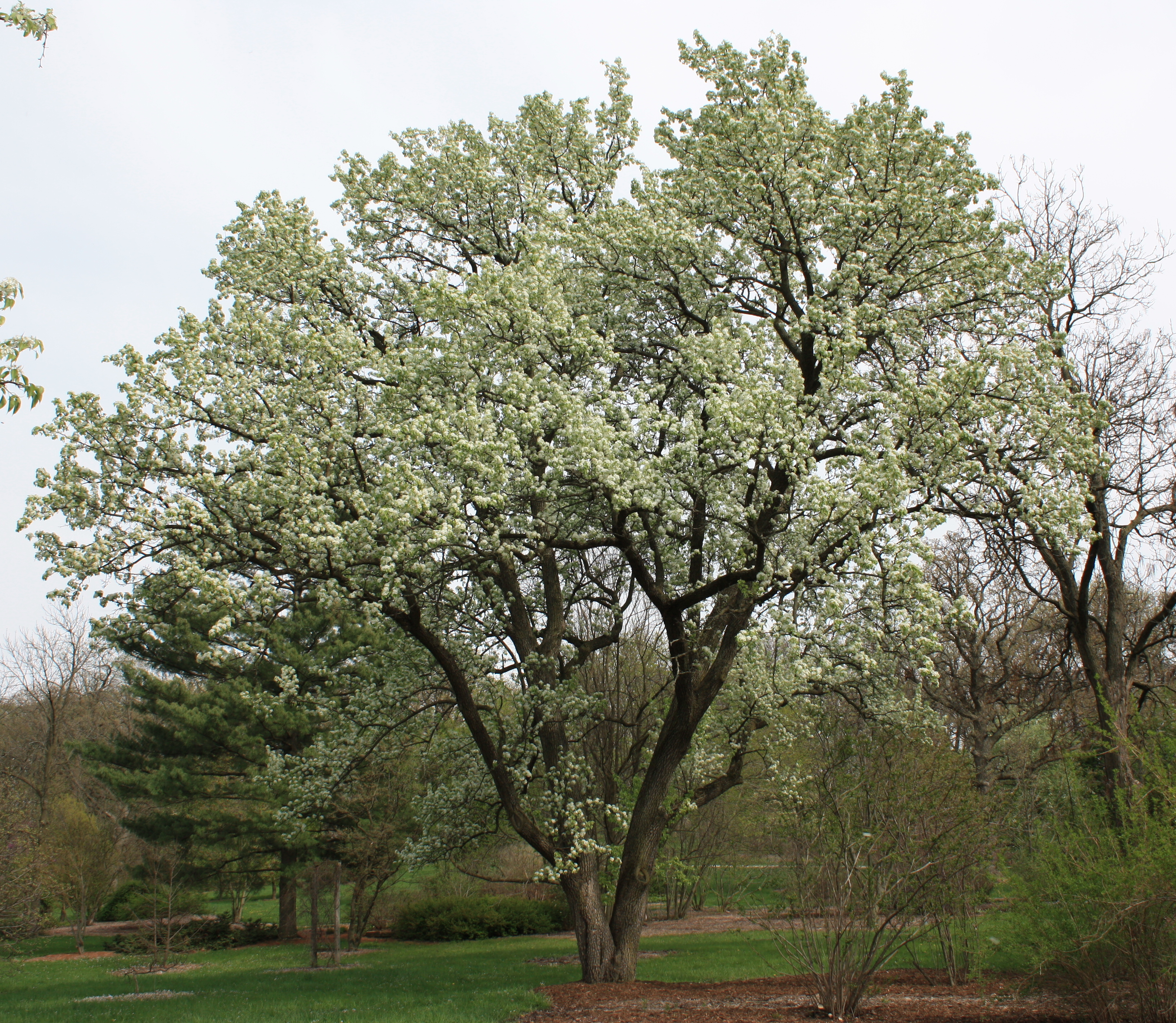 pear tree pyrus calleryana