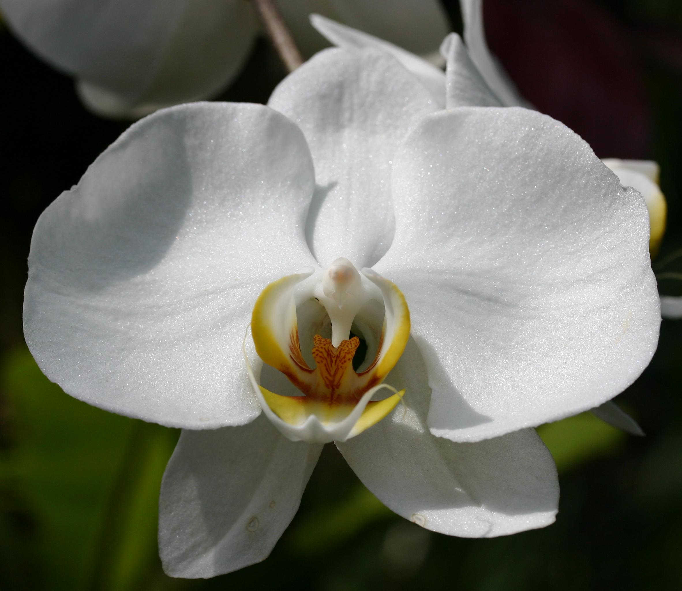 white orchid