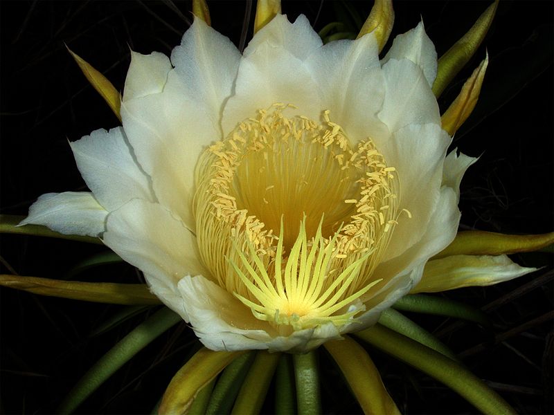 night-blooming cereus flower