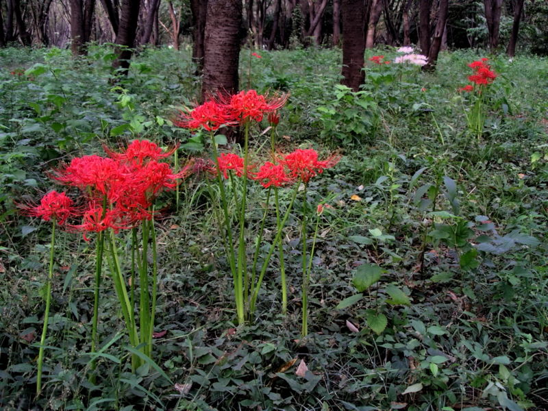 red spider lily