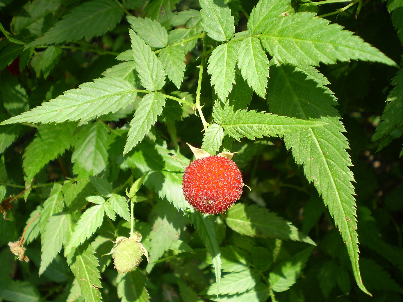 rubus rosifolius1 roseleaf bramble s1386x1039