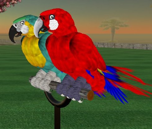 parrots