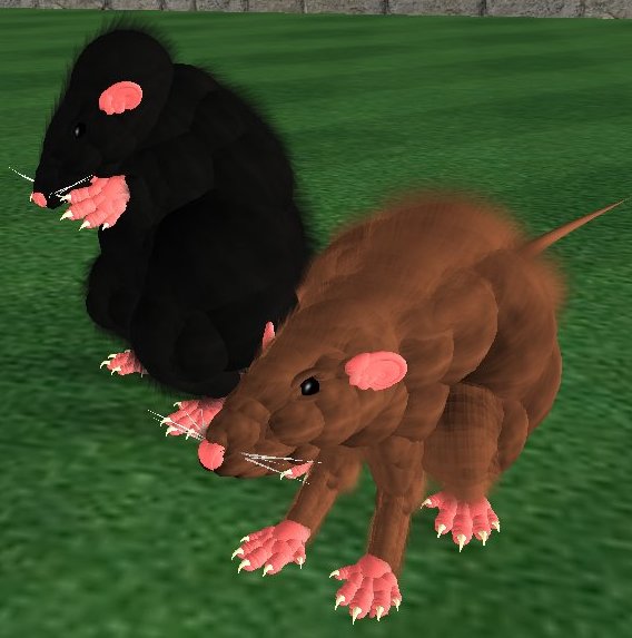 rats