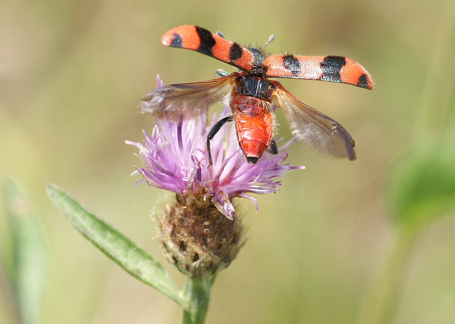 Soldier Beetle Trichodes alvearius taking off from Knapweed