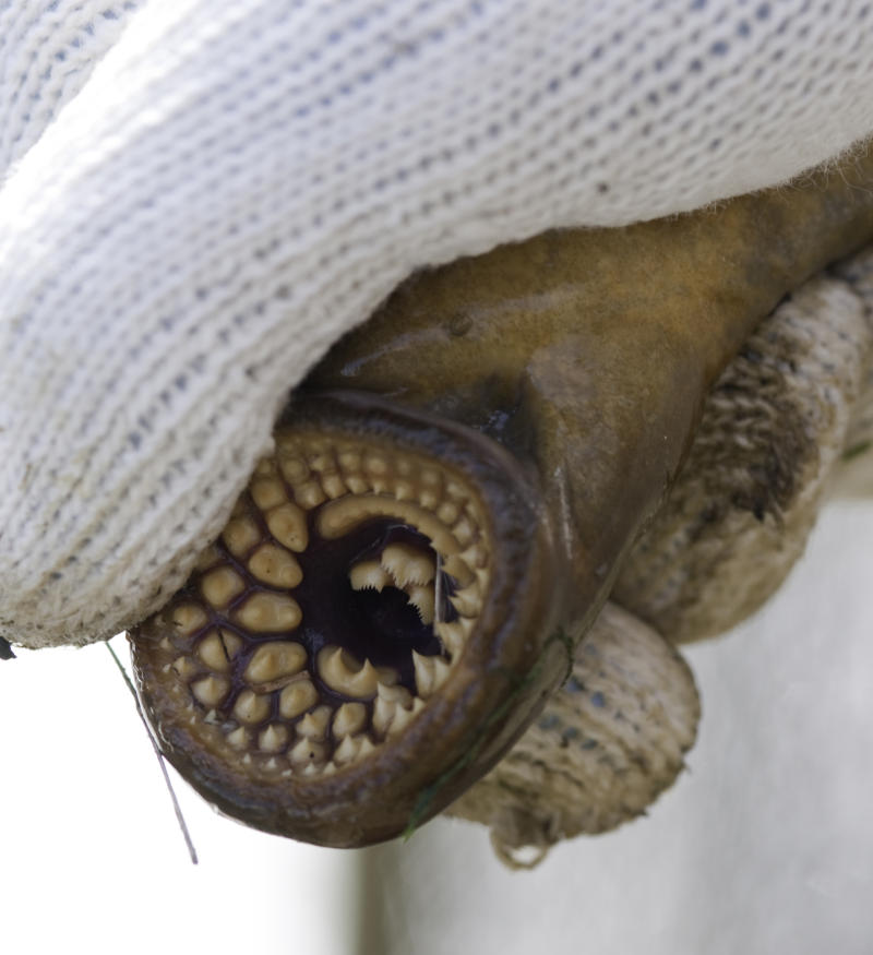 lamprey