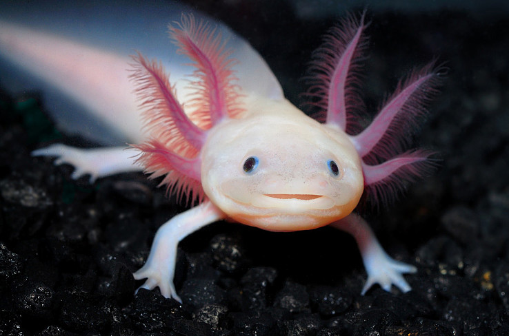 axolotl 8q7Zd