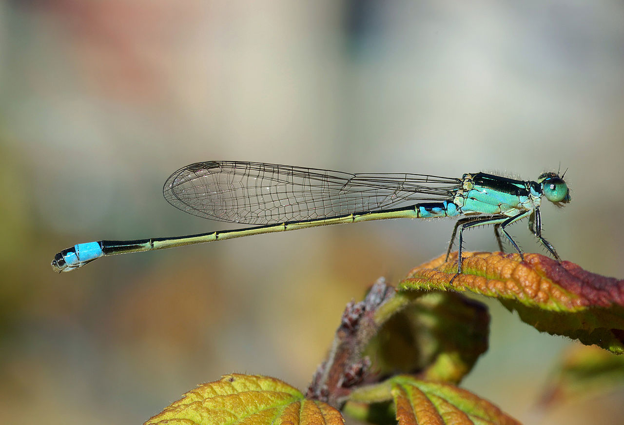 bluetail damselfly 2007 10 osaka japan 53125