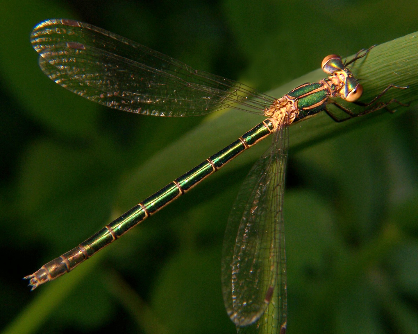 damsel fly Emerald spreadwing 42487