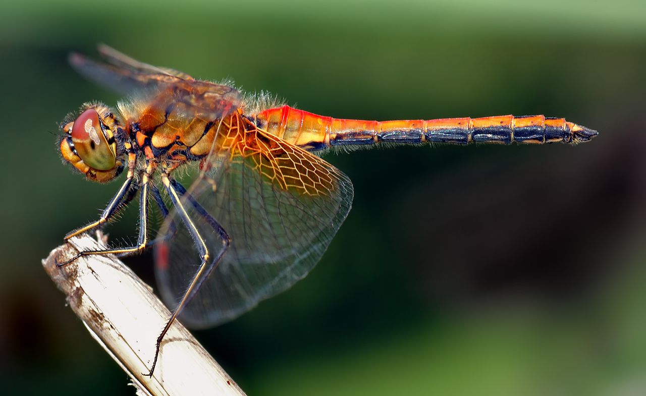 dragon fly Sympetrum flaveolum side 19428