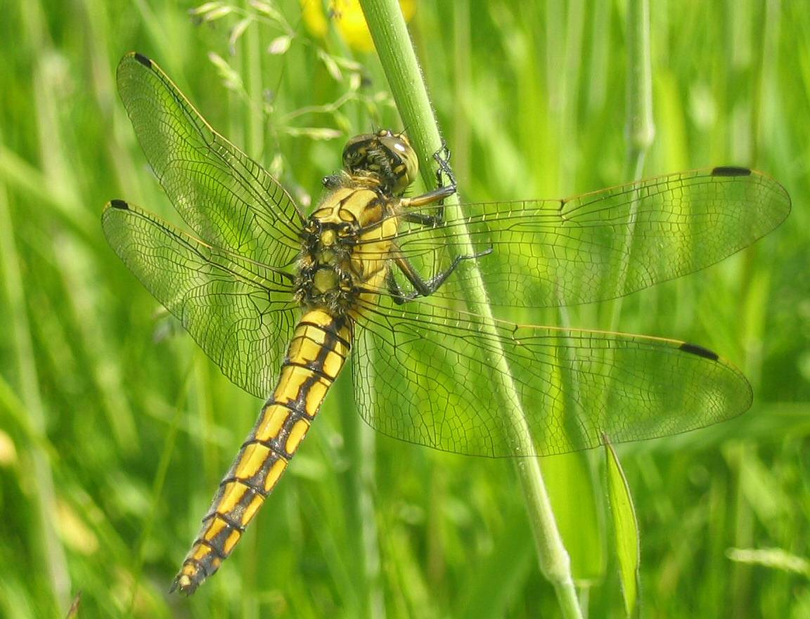 dragonfly Orthetrum cancellatum 00529