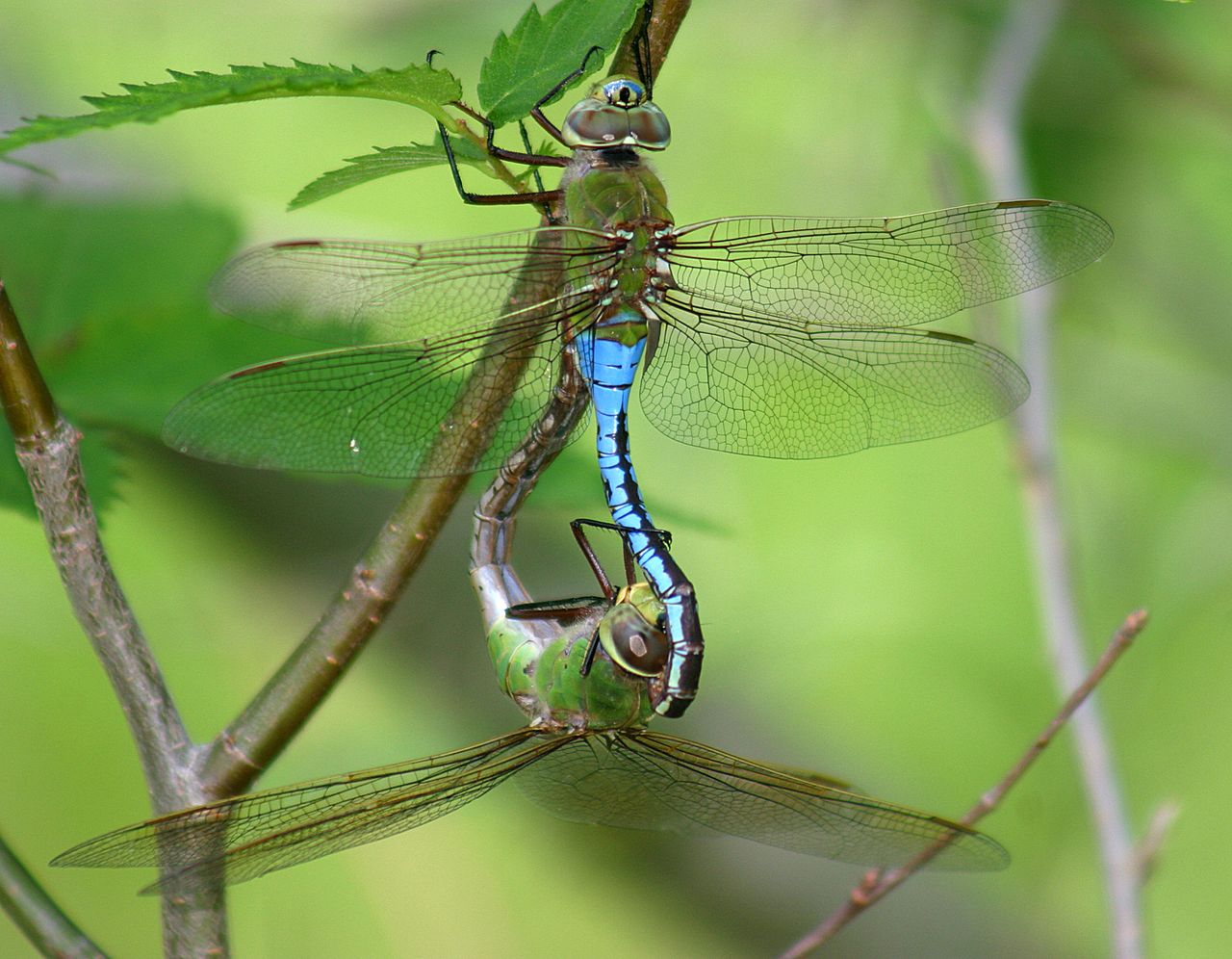 dragonfly mating anax junius 74518