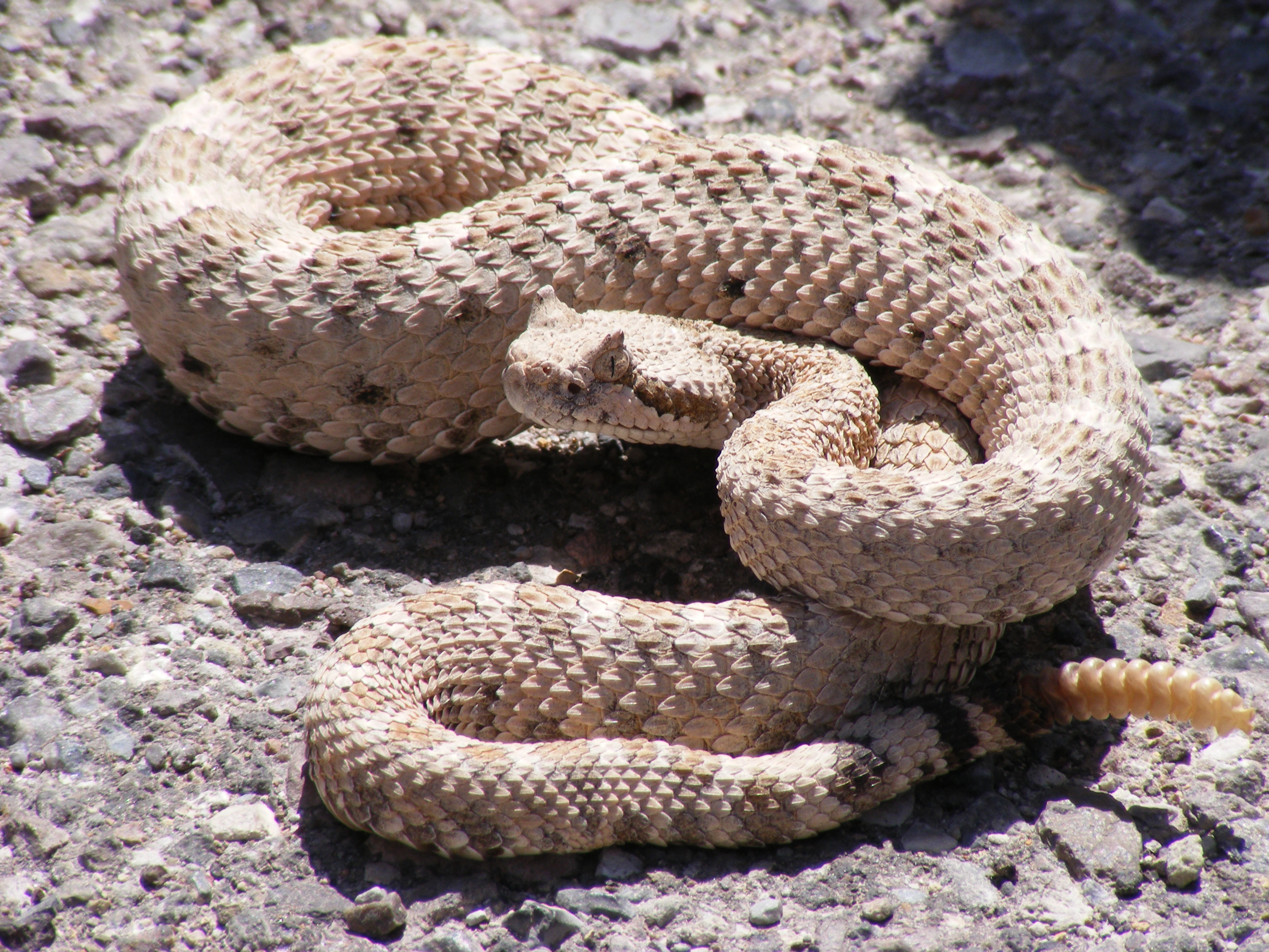horned rattlesnake pfPz5