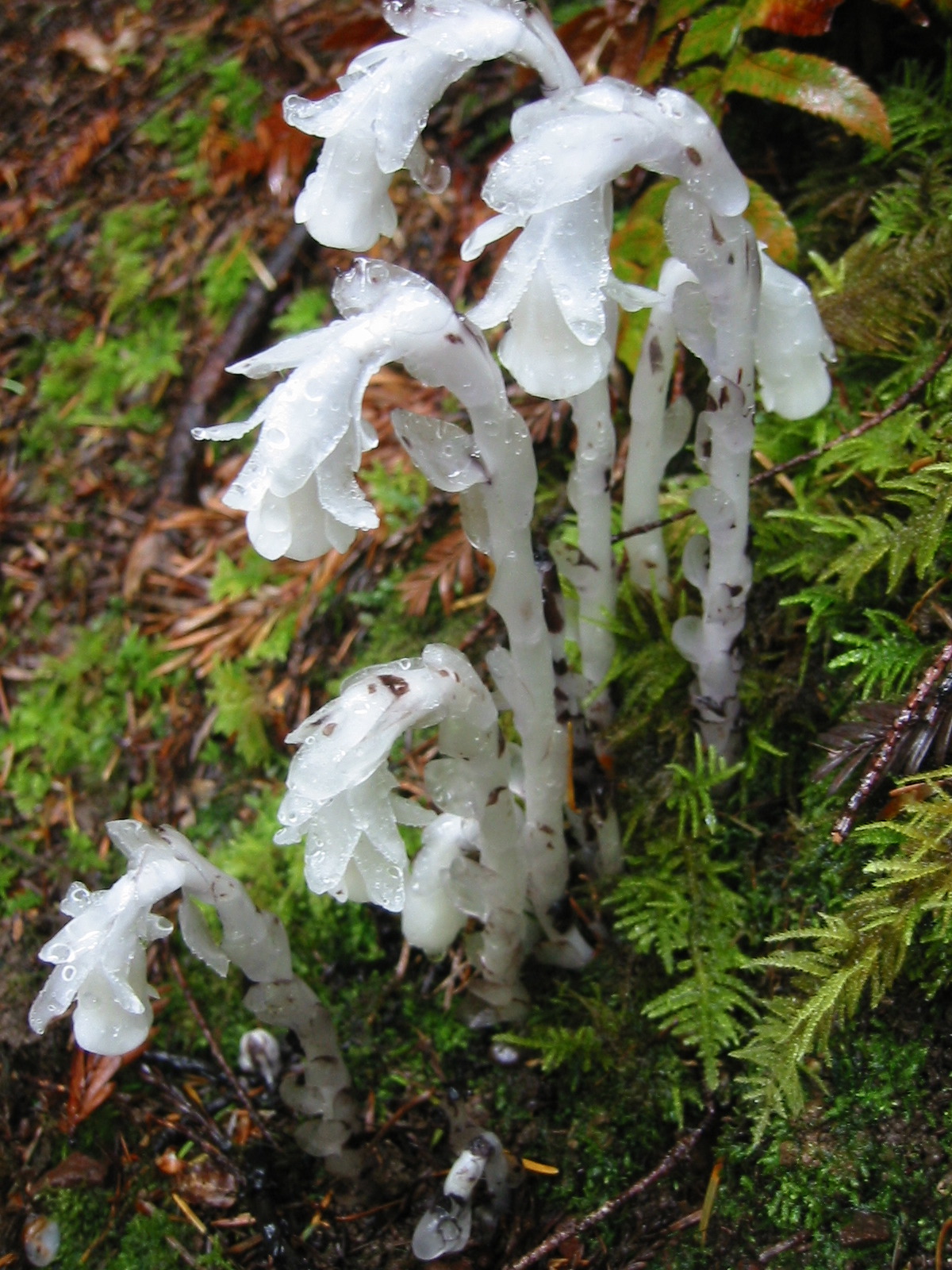 indian pipe PDB