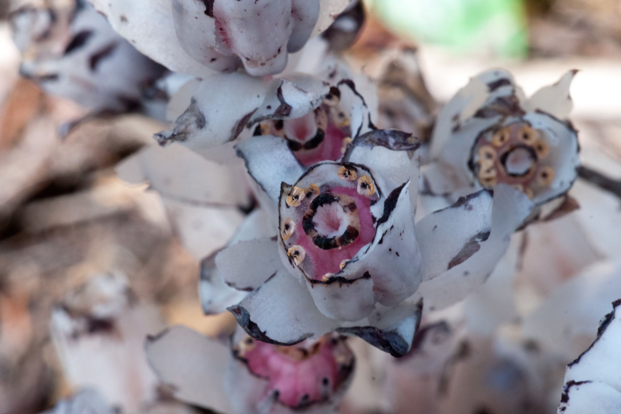 indian pipe flowering part s