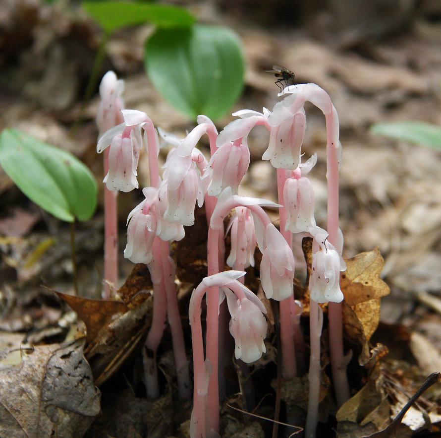 pink indian pipes-s