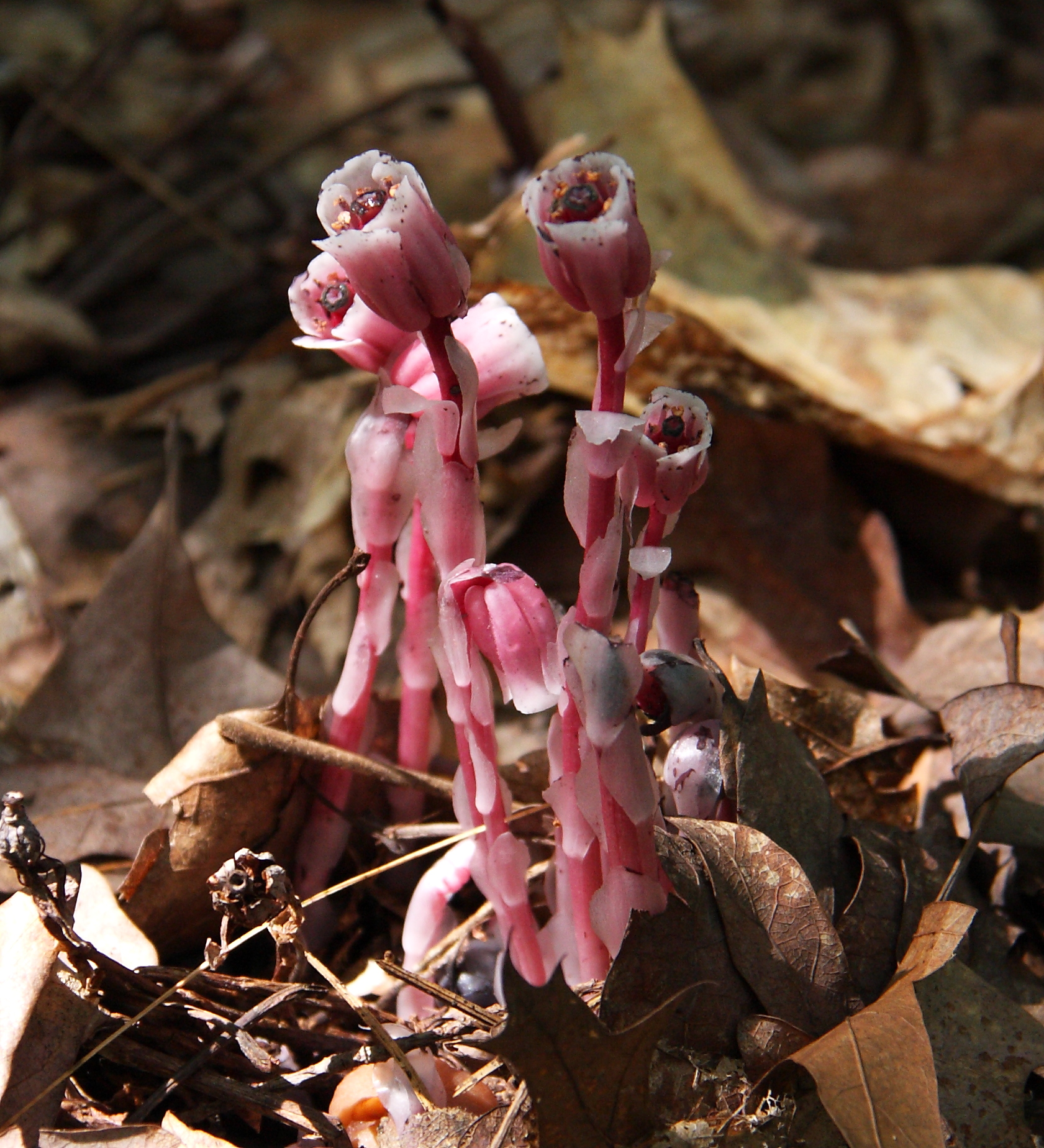 red indian pipes