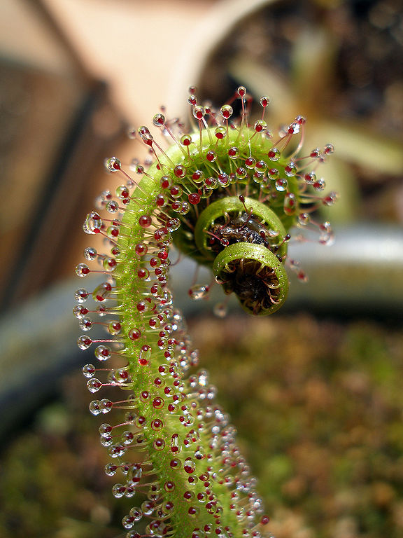 576px-Drosera regia with prey 2