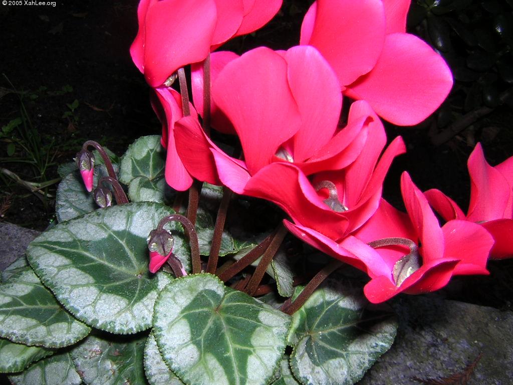 cyclamen