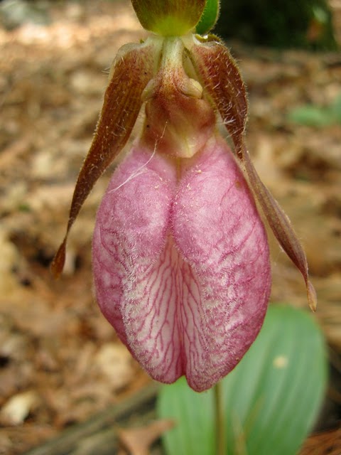 lady slipper