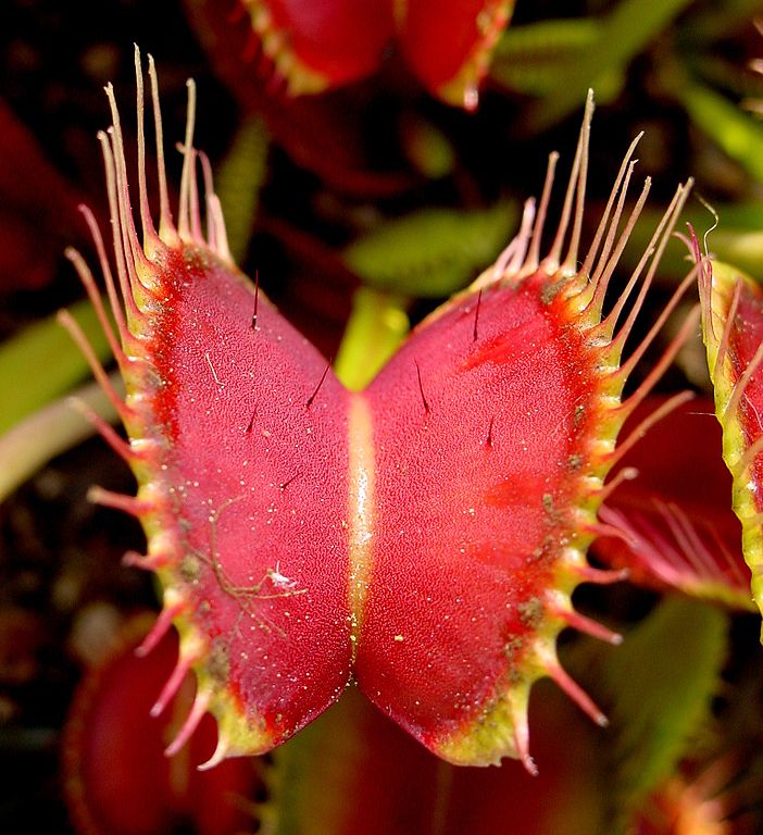 venus fly trap