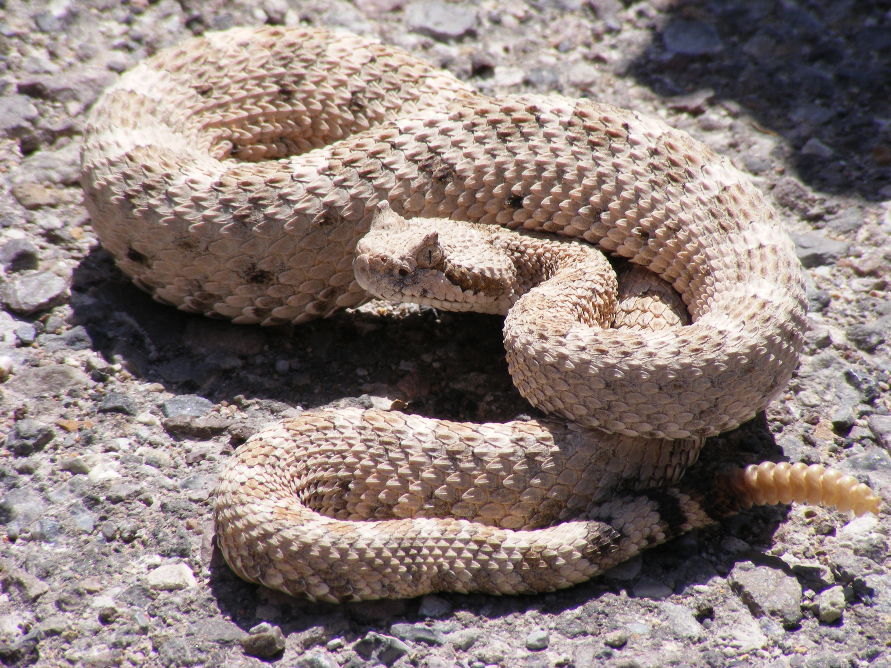 rattlesnake Crotalus Cerastes Mesquite Springs CA