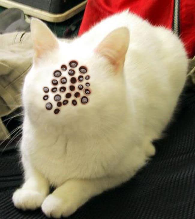 hole face cat