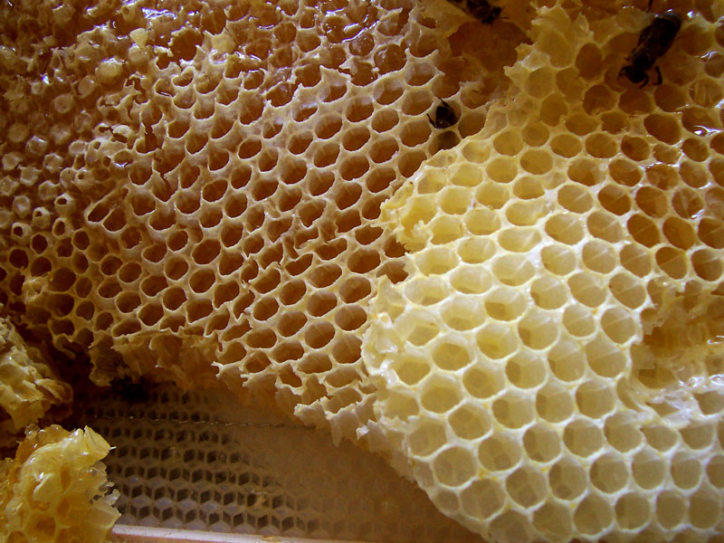 honeycomb