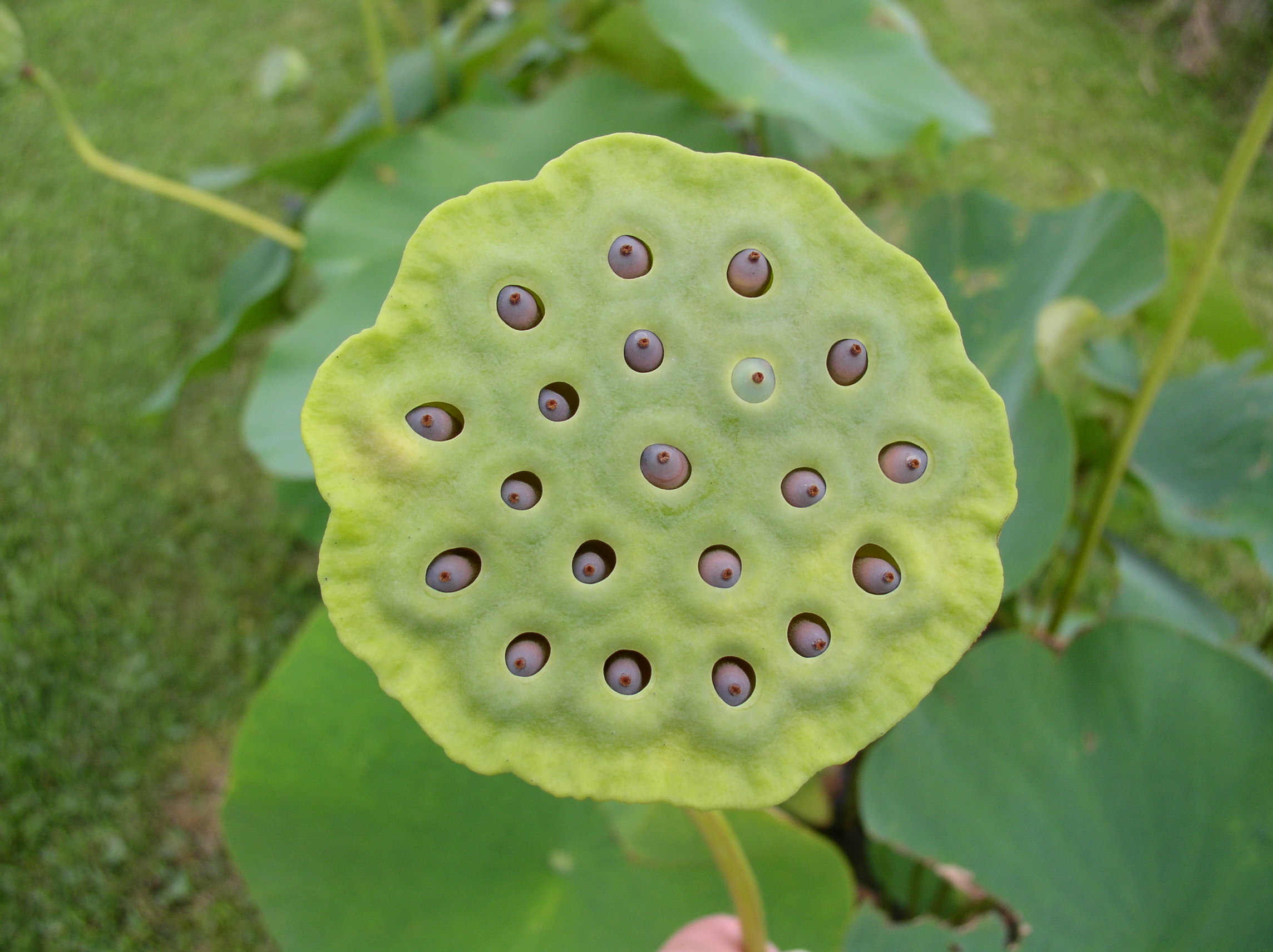 lotus pod