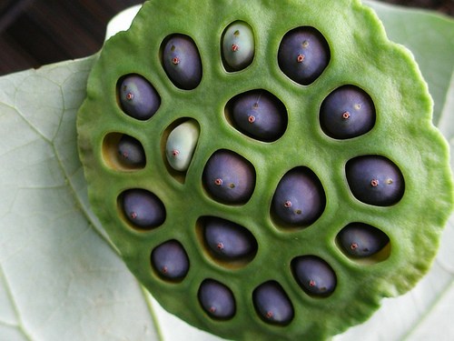 lotus pod 2