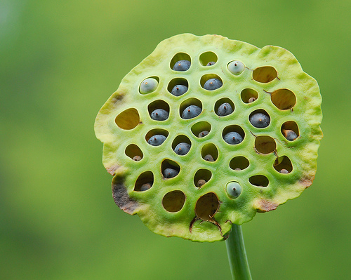 lotus trypophobia