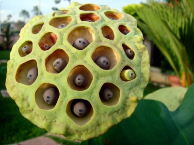 trypophobia-lotus-pod