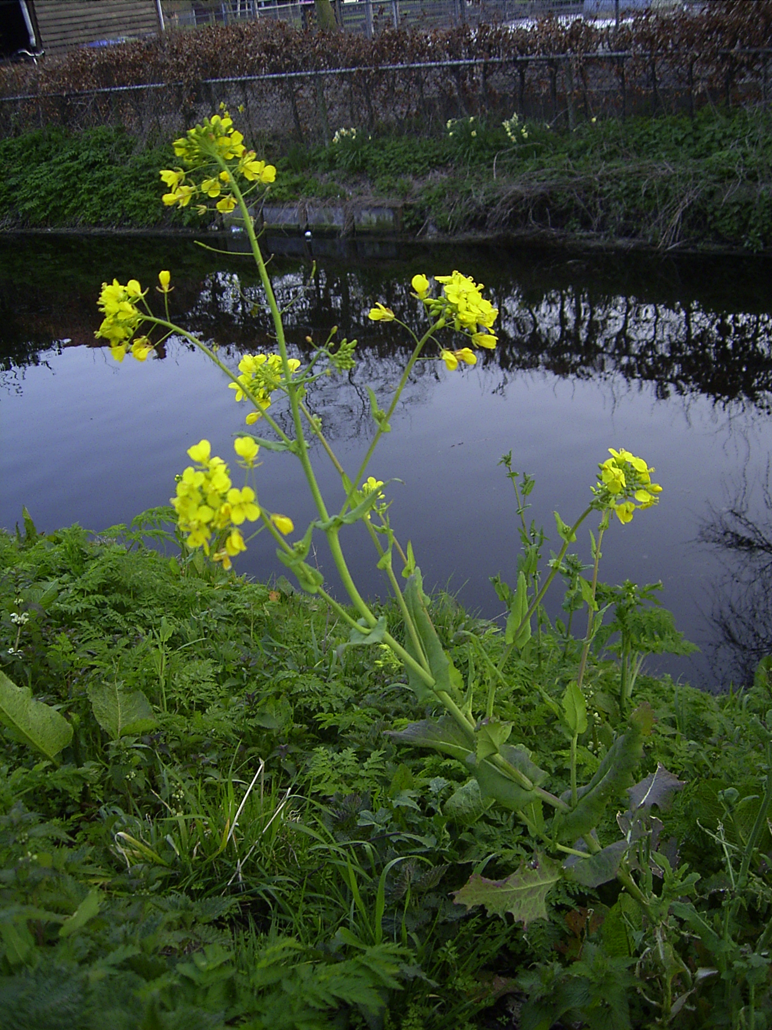 Brassica rapa plant