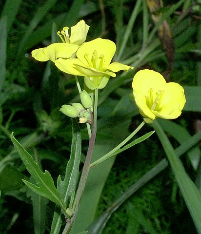 turnip flower