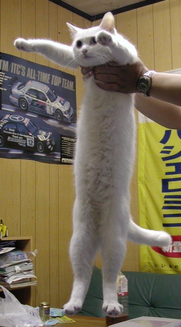 longcat