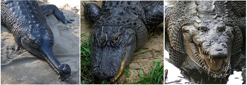 gavial vs aligator vs crocodile