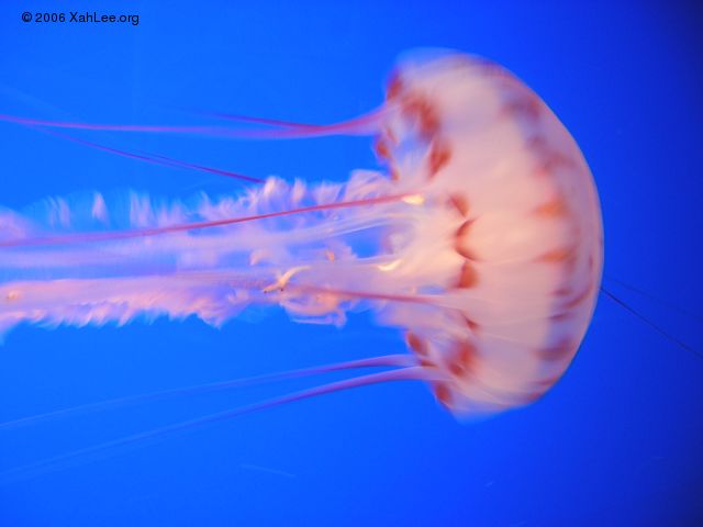 sea jelly