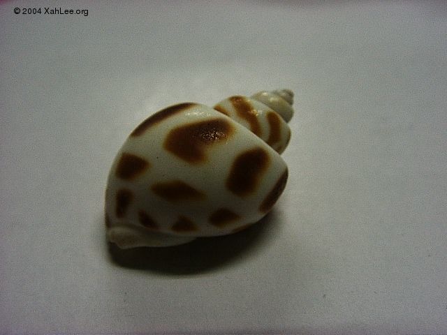 seashell