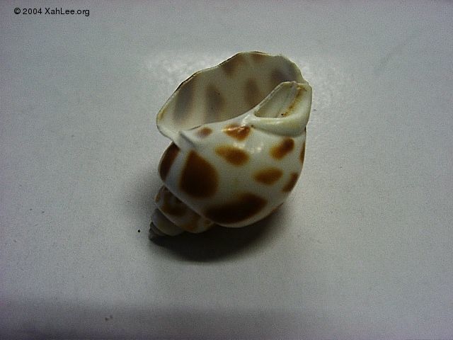 seashell