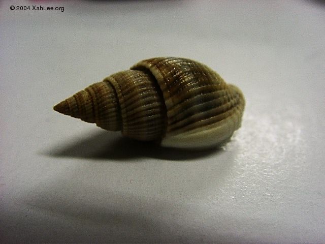 seashell