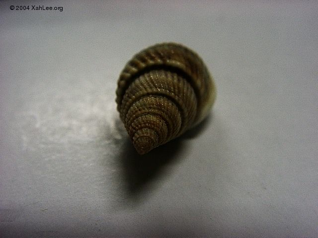 seashell