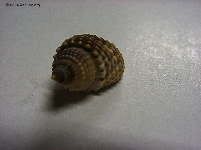 seashell