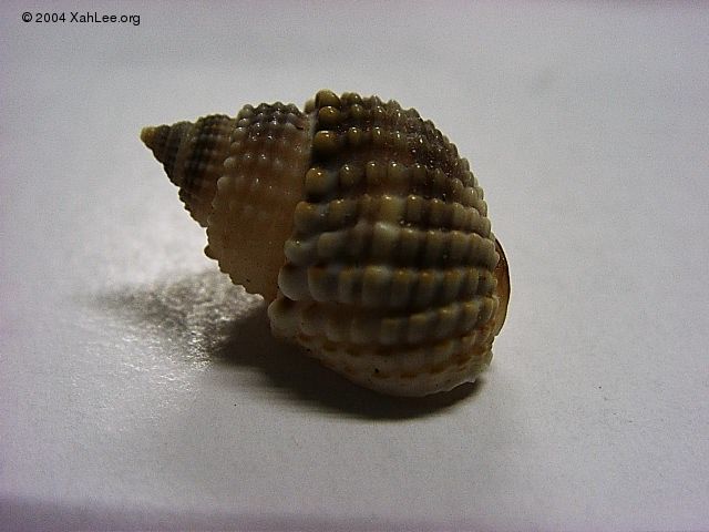 seashell