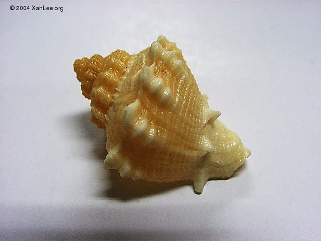 seashell