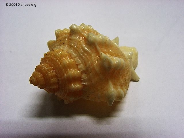 seashell